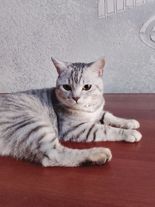 Mushuk sotiladi skotish strayt