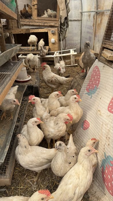 Петухи два месяца