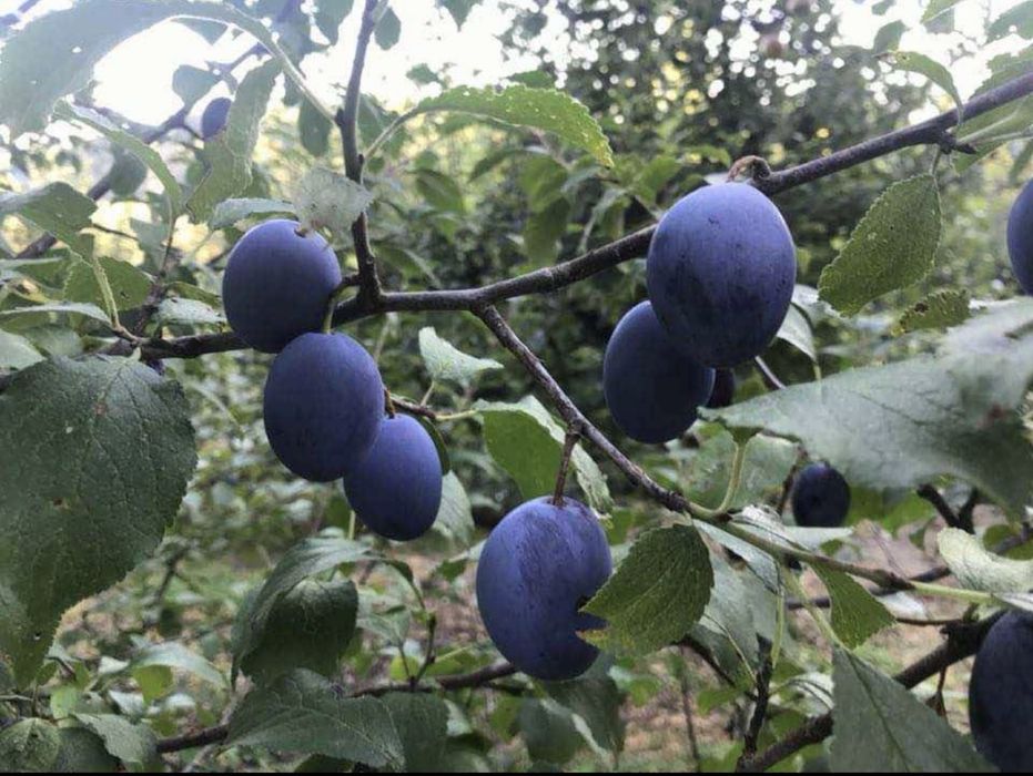 Vand magiun de prune/dulceata/silvoita