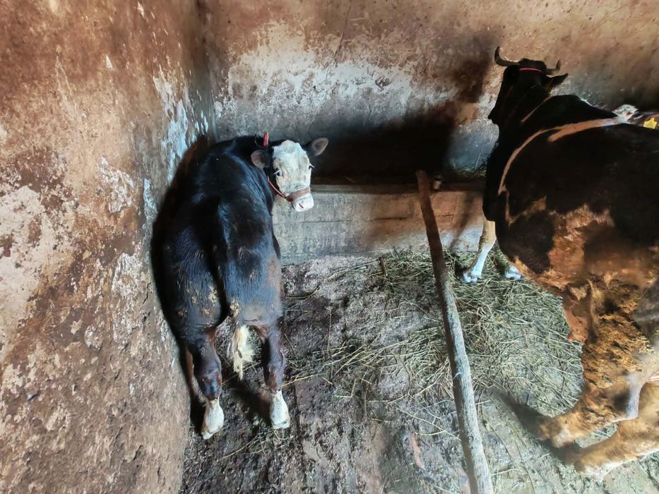 Vaci de vânzare de lapte