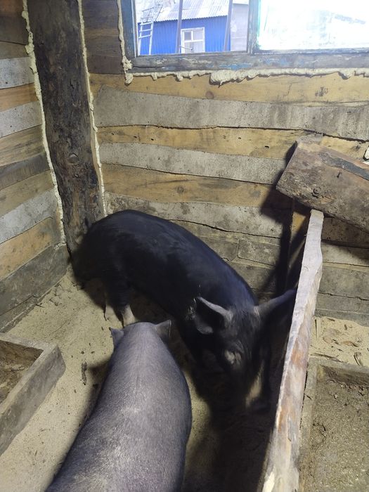 Продажа племенного кабана