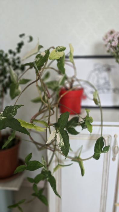 Сигнониум вариегатный,  лиана