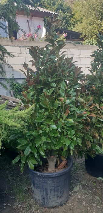 Magnolie grandiflora de mai multe dimensiuni