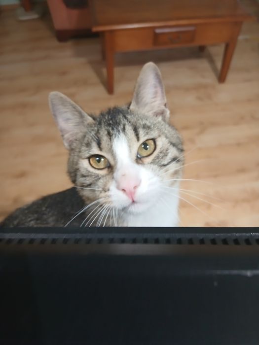 Озирис търси дом