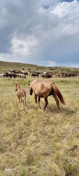 Кобылы с жеребятами