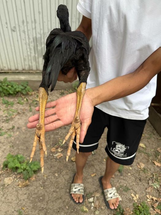 Дакандар сатылады срочна