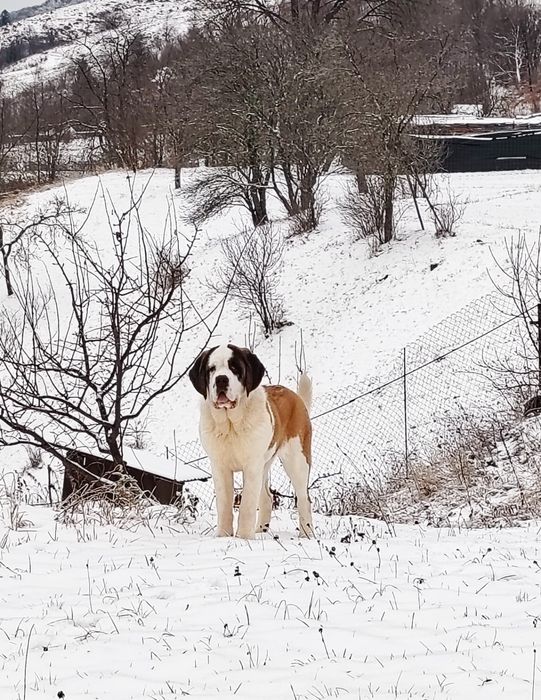 Femela Saint Bernard cu Pedigree