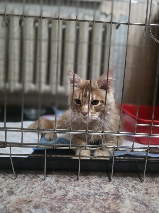 Пристраивается в добрые руки мейн кун