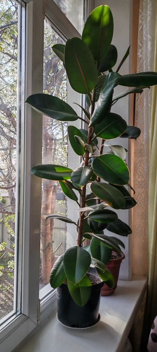 Фикус каучуконосный