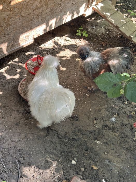 Matase Japoneza cocos 8 luni si Brahma HD si Isabel