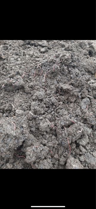 Qizil kaliforniya chuvalchanglari va sfatli Biogumus sotuvda