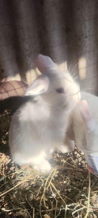 Кролики, карликовые, белые и шоко
