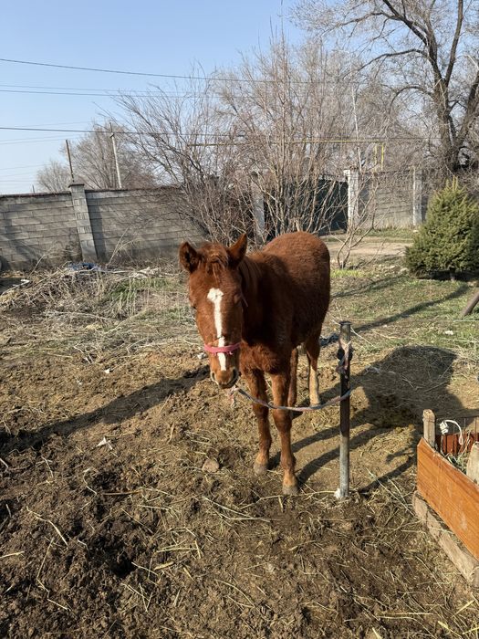 Продам Кобылу вмести с Жеребенком