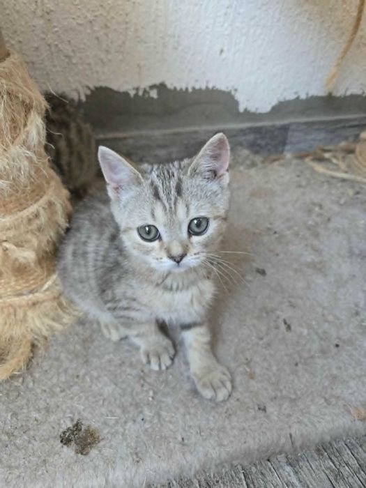 Британски котета