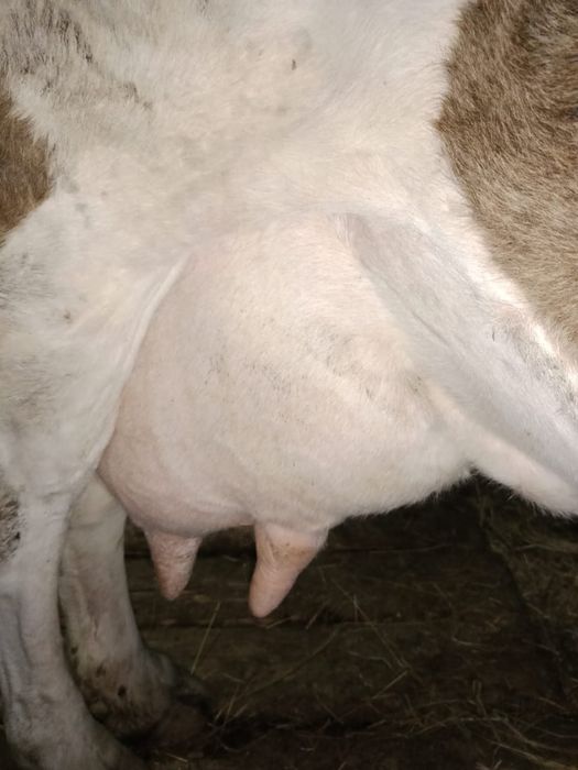 Продам двойную  корову