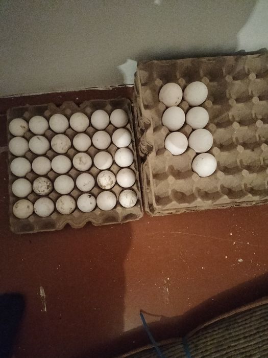 Oq damshniy tuxumlari sotiladi 3500 som