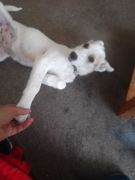 Кученце порода ЛЮБОВ