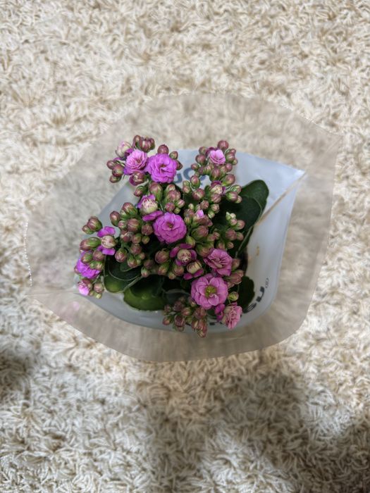 Цветя Каланхое и Антуриум