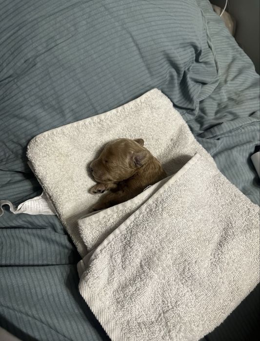 Шенки пудель малинкие