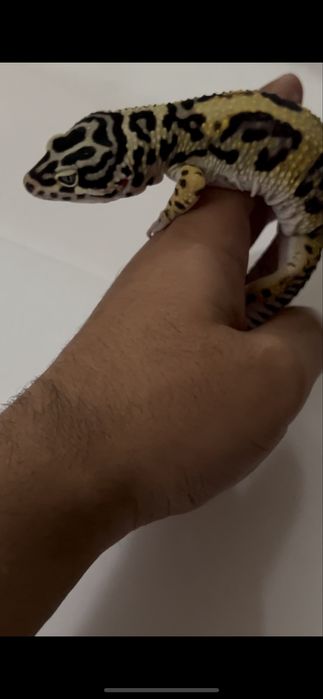 Эублефары (bandit) взрослые самцы