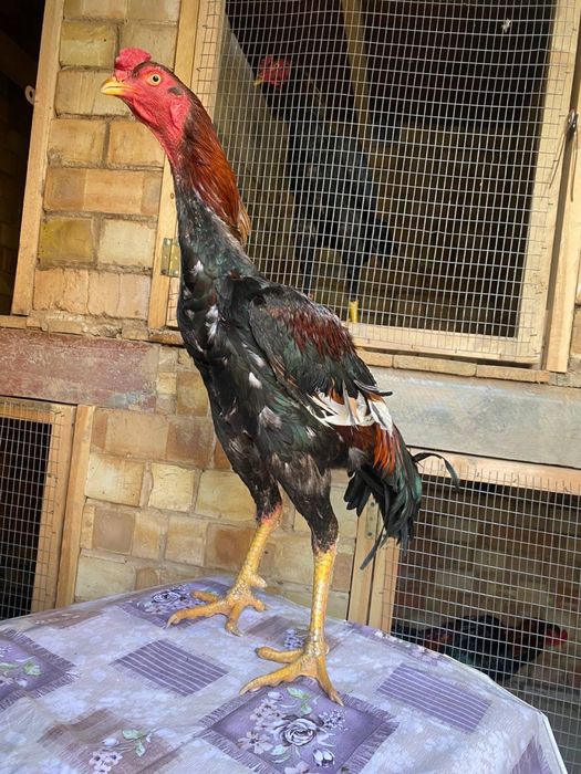 Dakan xoroz sotiladi