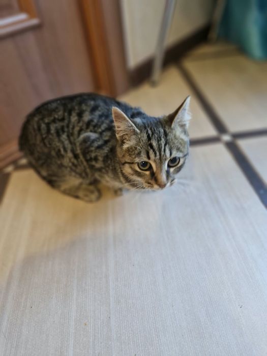 Отдам котенка в хорошие руки