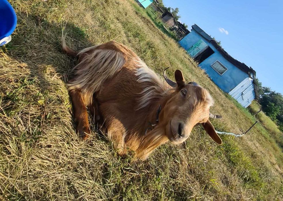 Vand  Țap  rosu 40kg