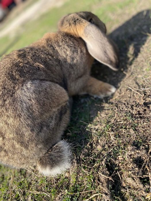 Berbec german,femele