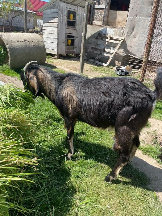 Vând familie anglo nubian