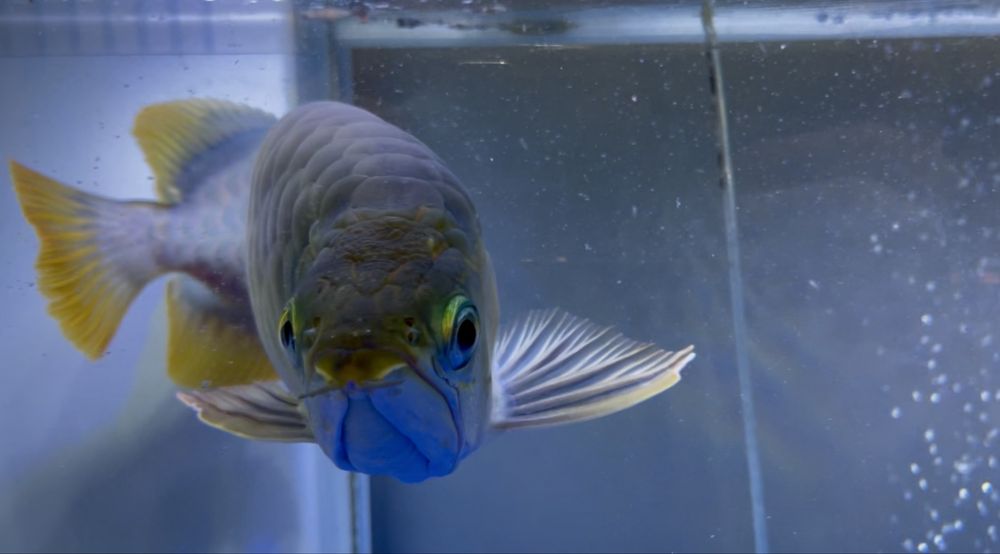 Продам рыбу Аравана