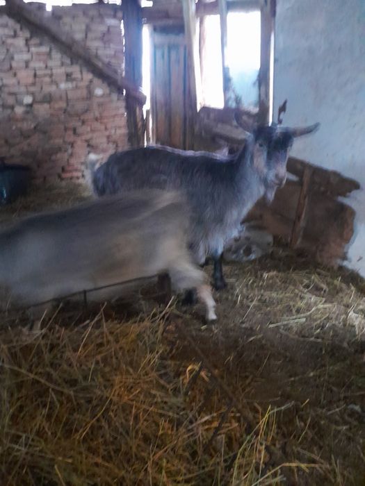 De vânzare două capre