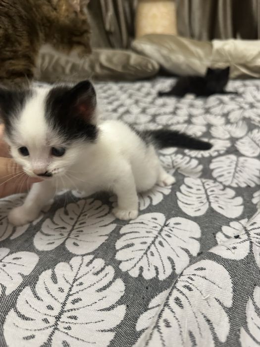 Продаются котята породистые