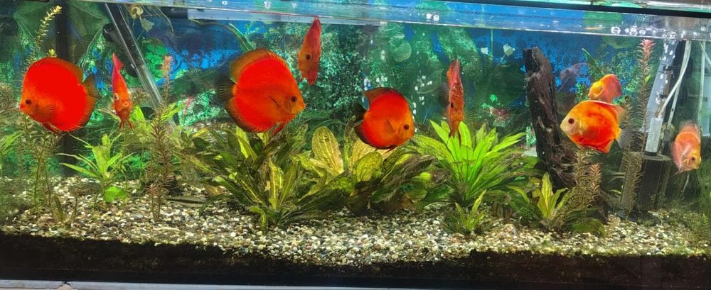 Аквариум, 7 броя дискуси + водорасли