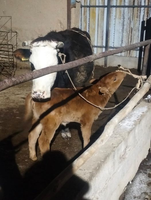 Продам корову с телёнком