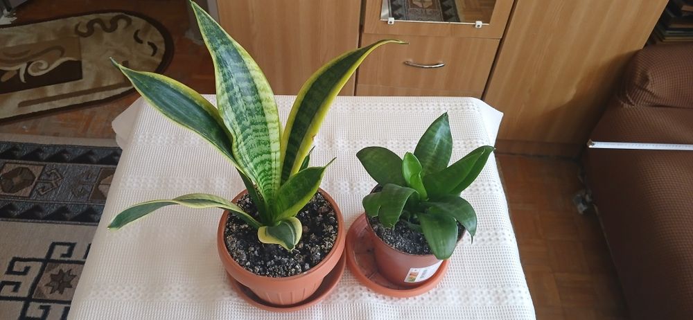 2 ghivece Sansevieria 50 lei amândouă