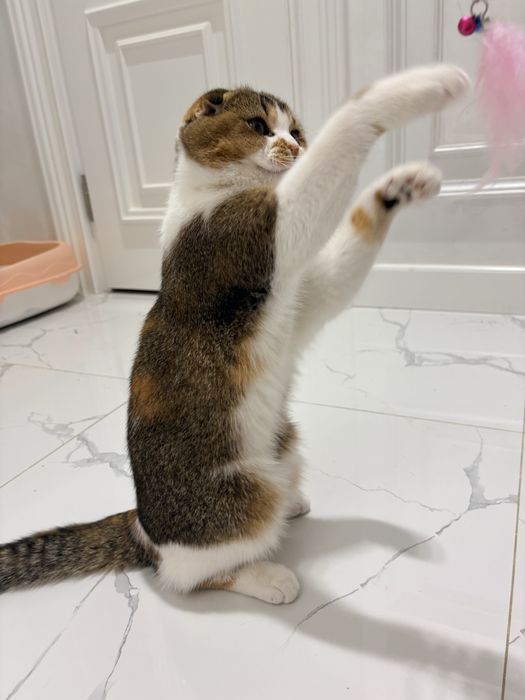 Скоттиш фолд. Девочка
