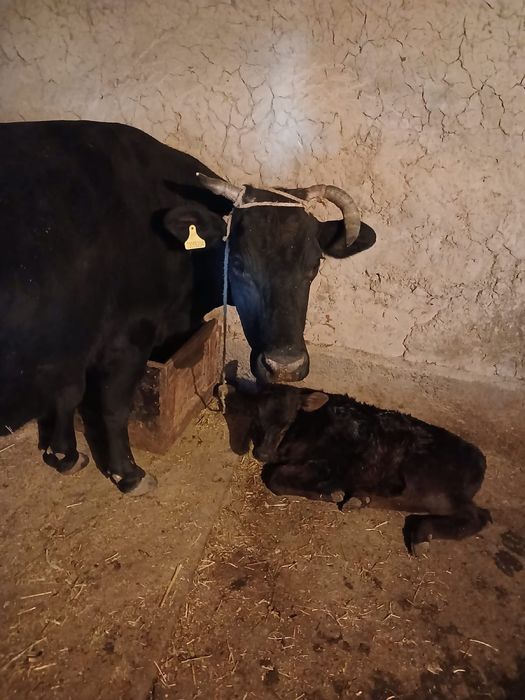 Бузаулы сиыр сатылады