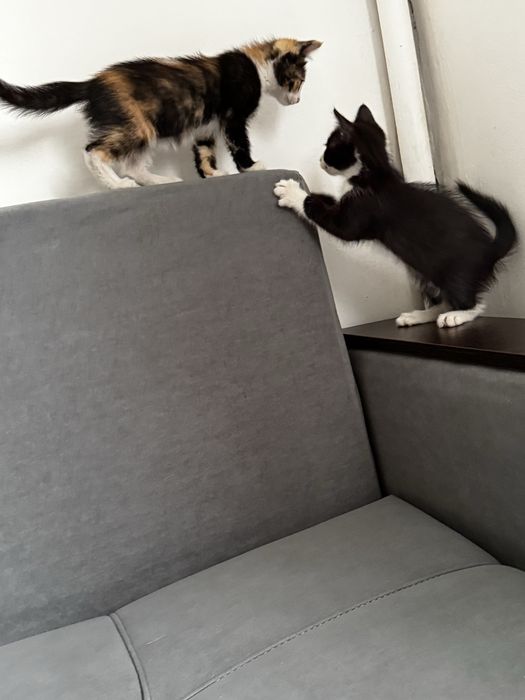 Отдам даром котята в хорошие руки