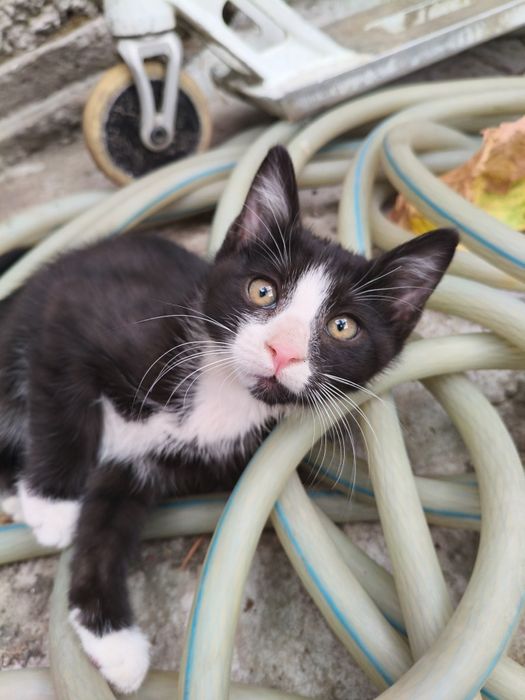 Котята очень хорошие добрые игривые