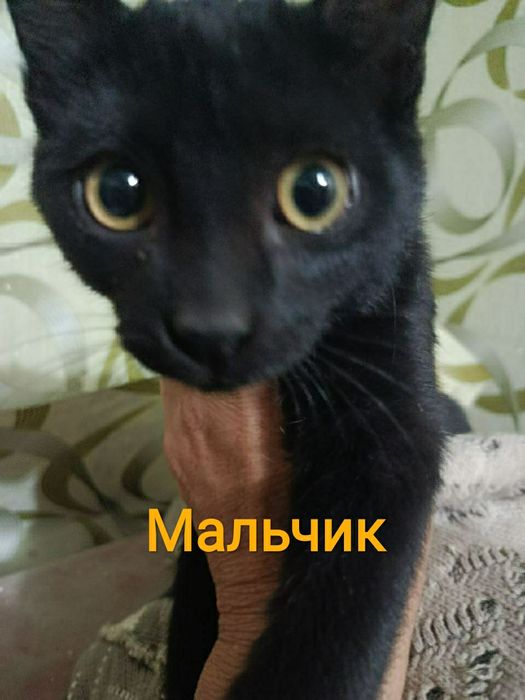 Домашний котёнок только ответственным людям.