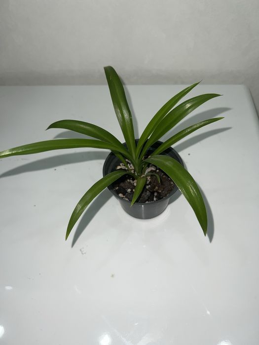 Комнатные цветы распродажа