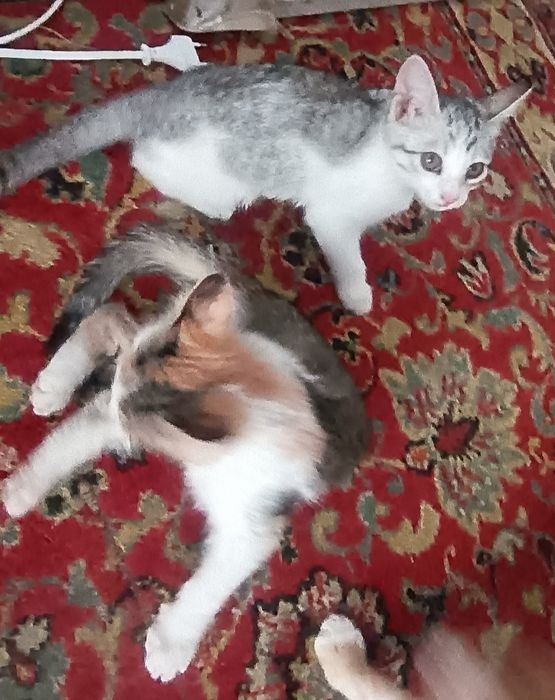 Пристраиваются   котята