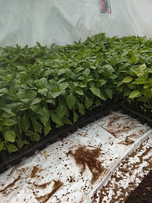 Răsaduri legume !!!