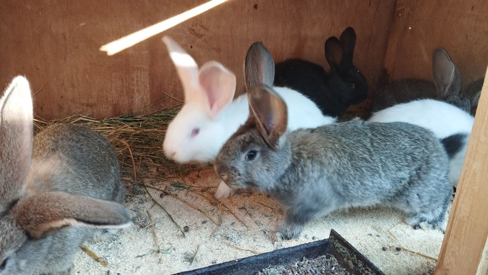 Продаются кролики