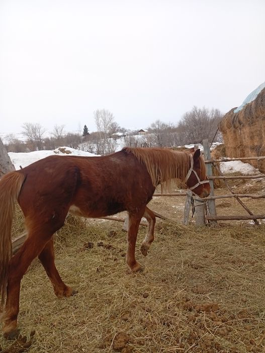 Кобыла 4 года один раз жеребилась.