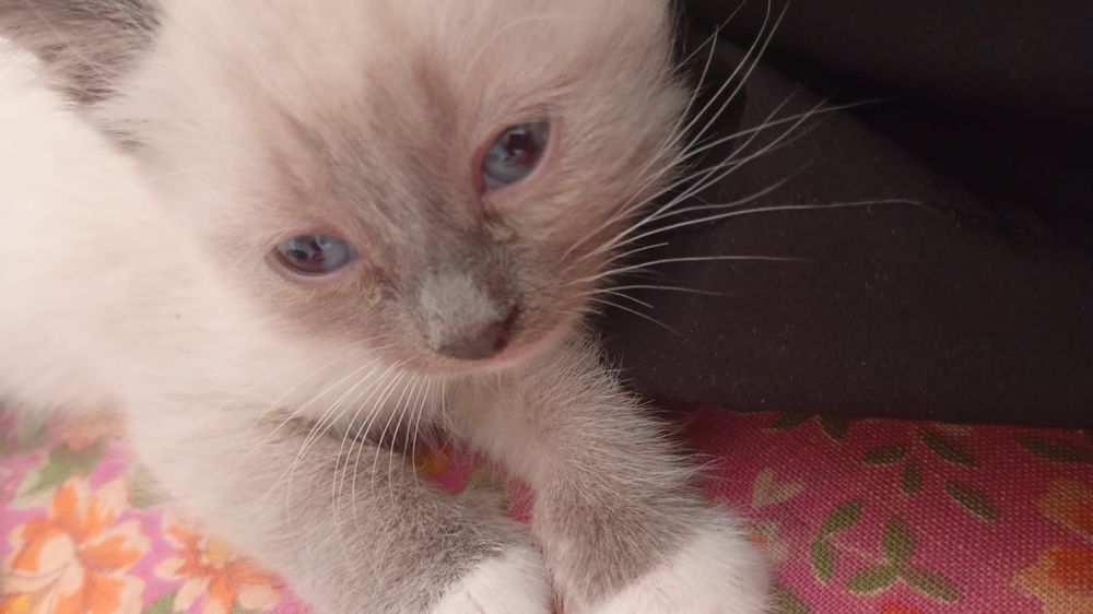 Отдам котят в добрые руки