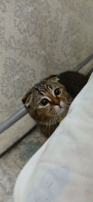 Skotish mushuk sotiladi