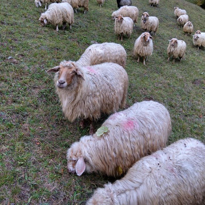 Cinci oi disponibile