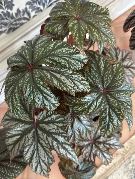 Продам комнатные цветы