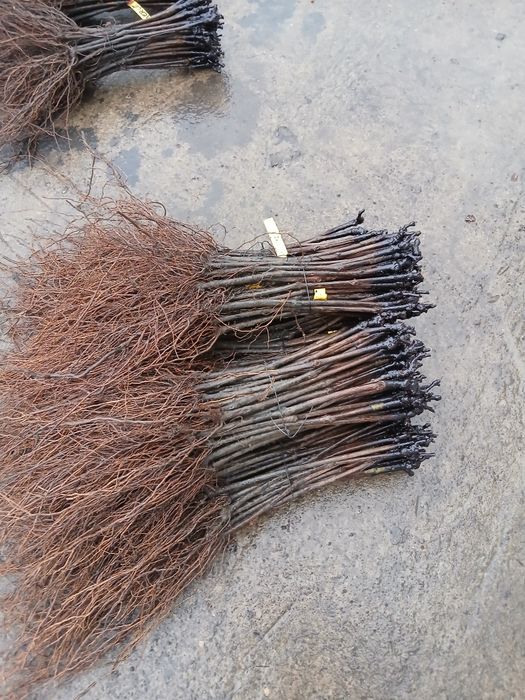 Butasi vitabde vie anul 3